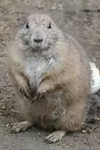 Schwarzschwanz-Pr�riehund (Cynomys ludovicianus) am 1.5.2010 im Tierpark Bad K�sen.