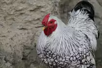 Zwerg-Wyandotte am 1.5.2010 im Tierpark Bad K�sen.