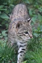 Kleinfleckkatze oder Geoffroy-Katze (Leopardus geoffroyi) am 1.5.2010 im Tierpark Bad Ksen. 