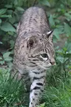 Kleinfleckkatze oder Geoffroy-Katze (Leopardus geoffroyi) am 1.5.2010 im Tierpark Bad K�sen. 