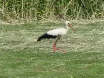 Storch auf einer Wiese an Stra�e von Gostorf zur B 105 [22.06.2009]