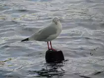 Eine M�ve fern ab vom Meer, am Schweriner See