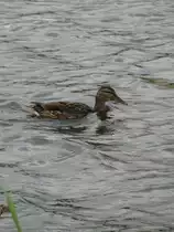 Am Ufer des Schweriner See´s ich diese Ente beobachten