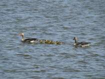 Dieses Gnseprchen habe ich auf Burgsee in Schwerin ablichten knnen [23.04.2011]