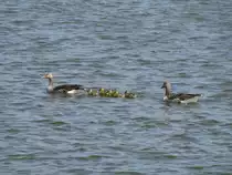 Dieses G�nsep�rchen habe ich auf Burgsee in Schwerin ablichten k�nnen [23.04.2011]