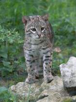 Kleinfleckkatze oder Geoffroy-Katze (Leopardus geoffroyi) am 1.5.2010 im Tierpark Bad Ksen.