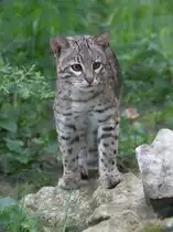 Kleinfleckkatze oder Geoffroy-Katze (Leopardus geoffroyi) am 1.5.2010 im Tierpark Bad K�sen.
