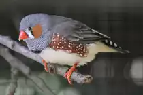 Zebrafink (Taeniopygia guttata) am 1.5.2010 im Tierpark Bad K�sen.