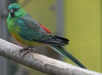 Mnnlicher Singsittich (Psephotus haematonotus) am 1.5.2010 im Tierpark Bad Ksen.