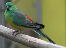 M�nnlicher Singsittich (Psephotus haematonotus) am 1.5.2010 im Tierpark Bad K�sen.