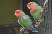 Rosenkpfchen (Agapornis roseicollis) am 1.5.2010 im Tierpark Bad Ksen.