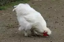 Seidenhuhn am 1.5.2010 im Tierpark Bad K�sen.