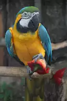 Gelbbrustara (Ara ararauna) am 1.5.2010 am Tierpark Bad K�sen.

