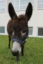 Hausesel am 1.5.2010 am Tierpark Bad K�sen.