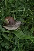 Weinbergschnecke (Helix pomatia) am 1.5.2010 in Bad K�sen.