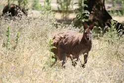 Rotnackenwallaby (Macropus rufogriseus) am 16.6.2010 bei Montemor-o-Velho (Europaradise Parque Zool�gico).