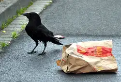 Rabe beim St�bern in einer 