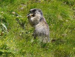 Alpenmurmeltier (Marmota marmota) in freier Wildbahn; auf der Kaiser-Franz-Josefs-Höhe haben Touris dem Murmeltier eine Banane spendiert; 27.07.2011  