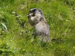 Alpenmurmeltier (Marmota marmota) in freier Wildbahn; auf der Kaiser-Franz-Josefs-H�he haben Touris dem Murmeltier eine Banane spendiert; 27.07.2011  