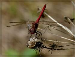 Landung einer Libelle auf einer vertrockneten Blüte.