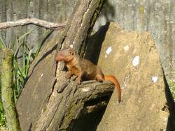 Zwergmanguste auf einem Holzstamm im Zoo Duisburg 