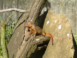 Zwergmanguste auf einem Holzstamm im Zoo Duisburg 