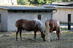 2 Pferde auf einer Koppel in Zeulenroda.