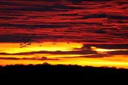 Der beeindruckende H�hepunkt des Tages ist die R�ckkehr zehntausende Kraniche von ihren Nahrungspl�tzen in der s�dlichen Champagne zu ihren Schlafpl�tzen am Lac du Der beim Sonnenuntergang; 19.11.2011