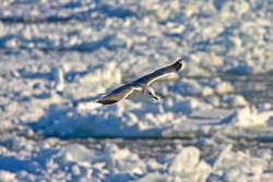 Im Gleitflug - 11.02.2012