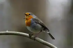 Ein Rotkehlchen schmetter sein Liedchen; 12.04.2012