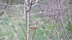 Ein mir unbekannter Vogel saß am 29.3.2012 in einem Apfelbaum bei Brixlegg.