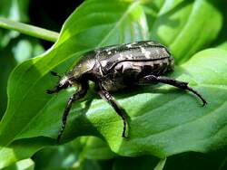 Walker(Polyphylla fullo) bei einem kleinen Zwischenstopp; 120520