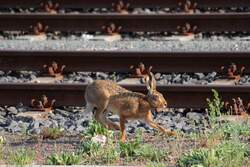 Hase unterwegs im Gleisvorfeld am 01.06.2012.