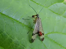 Gemeine Skorpionsfliege (Panorpa communis)♂ ist auf Nahrungssuche; 120603