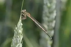 Gemeine Winterlibelle (Sympecma fusca) am 23.6.2010 in Kleinheringen.