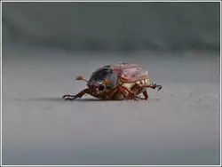 Unter den w�rmenden Sonnstrahlen des 25.05.2012 drehte sich der Maik�fer um und stand noch etwas wacklig auf den Beinen.