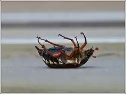 Ein Maik�fer lag morgens um 07.40 Uhr noch flugunf�hig auf dem R�cken.