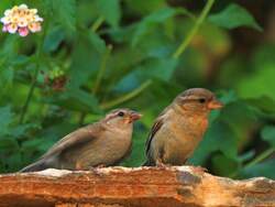 Ein junger Spatz bettelt bei seiner Mutter um Futter.