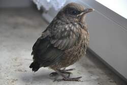 Amsel-Jungvogel, den die Eltern beim Durchfliegen der Rume 