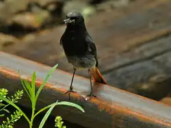 Ein Hausrotschw�nzchen mit einer dicken Fliege im Schnabel steht auf einer Schiene in Aachen West und h�lt nach weiterer Beute ausschau.