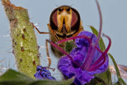 Unter Beobachtung-einer Schwebfliege - 22.07.2012