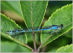 Gemeine Becherjungfer (Enallagma cyathigerum), aufgenommen am 22.07.2012.