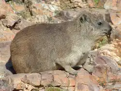 Der Lebensraum der Dassies sind die Klippen (Klippspringer).