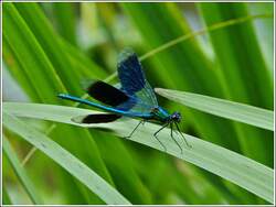 Gebnderte Prachtlibelle (Calopteryx splendens).