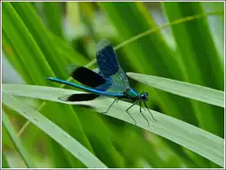 Geb�nderte Prachtlibelle (Calopteryx splendens).