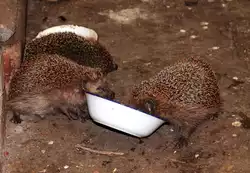 Noch die Sch�ssel mit Katzenfutter auslecken, dann k�nnen wir wieder gehen, 09.08.2012 in Nassenheide.