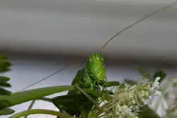 Gr�nes Heupferdchen mit winkender F�hlerstellung .