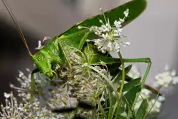 Gr�nes Heupferdchen pr�ft die Pflanze (