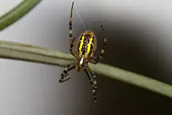 Eine Wespenspinne zieht einen Faden aus seiner Dr�se.