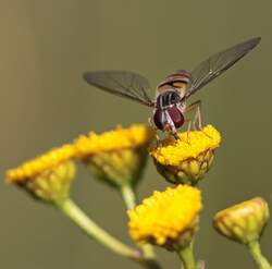 Habe mal mein Makro-Objektiv ausprobiert und einfach losfotografiert.